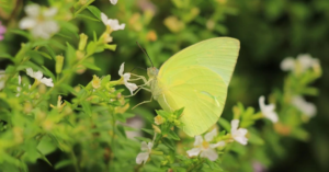 Do All Plants Have Flowers?